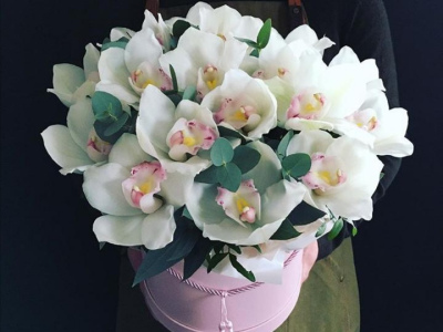 Бабочки белые