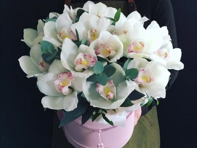 Бабочки белые