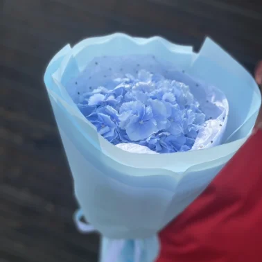 Голубая Гортензия