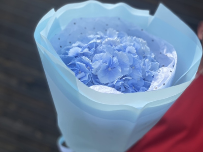 Голубая Гортензия