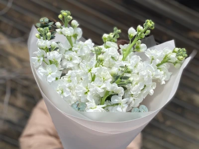 Шикарная Маттиола