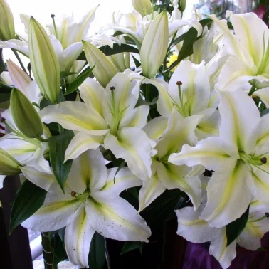 Белая лилия