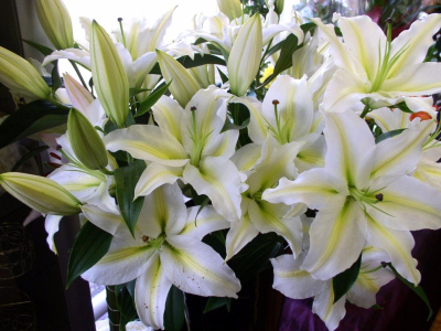 Монобукет из белых хризантем