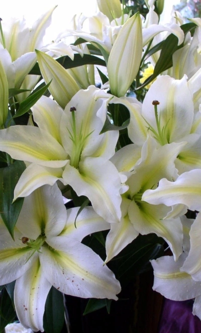 Белая лилия